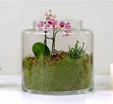 Orchideen-Terrarium