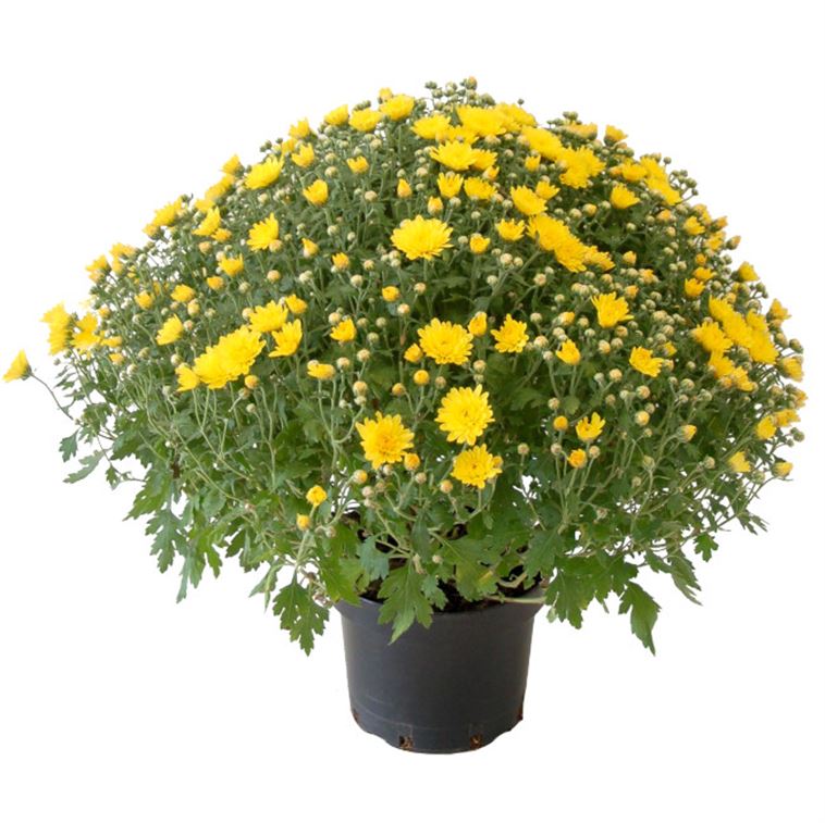 Chrysantheme, Chrysantheme indicum