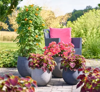 Sommerschönheiten für Balkon und Garten