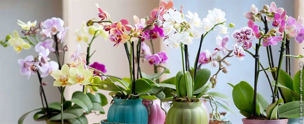 GartenCenter Spiering in Oberhausen und Wesel
