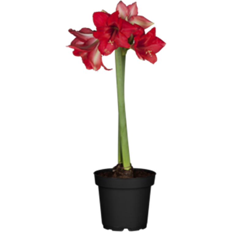 Amaryllis im Topf, Hippeastrum
