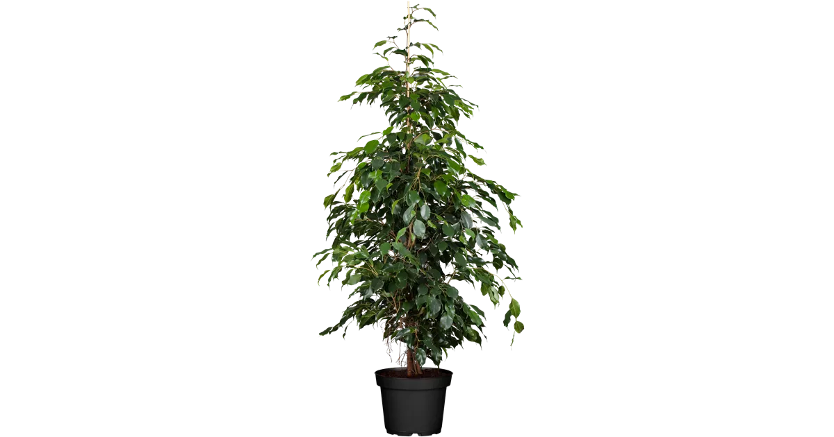 Birkenfeige Ficus Benjamini 'Danielle' - Zimmerpflanze Ca. 110cm, Pflegeleicht Dunkelgrün