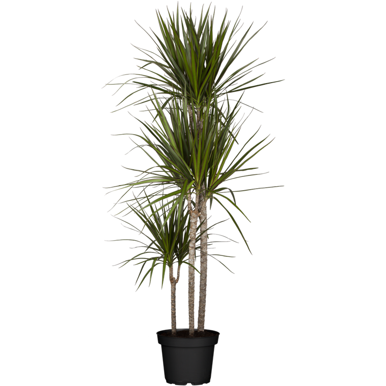 Produktbild von Bloomique - Dracaena Marginata - Drachenbaum