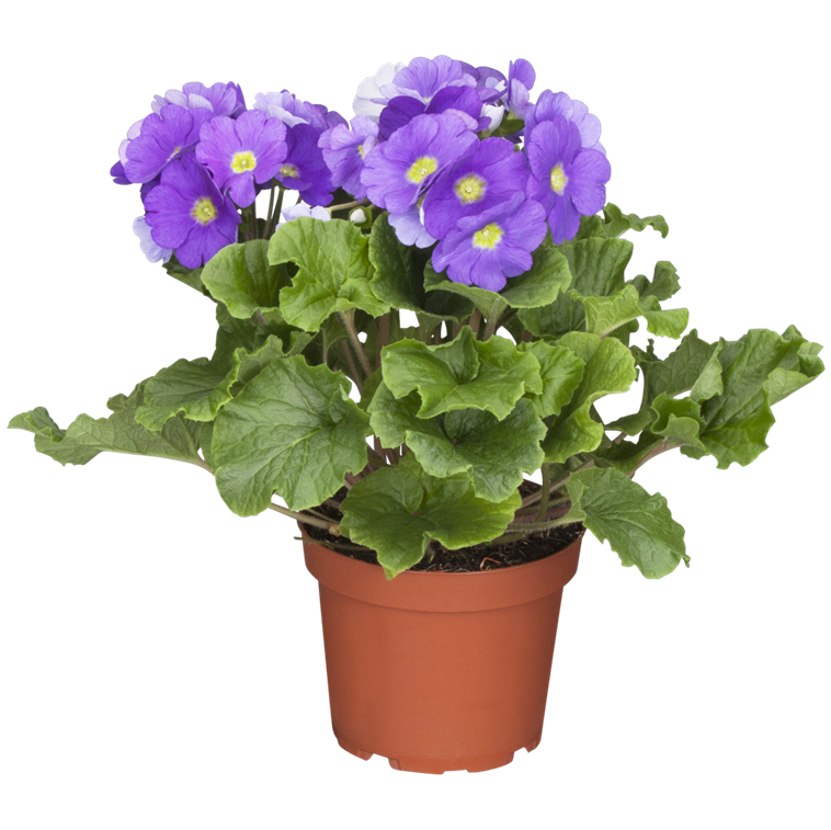 Becherprimel, Primula obconica