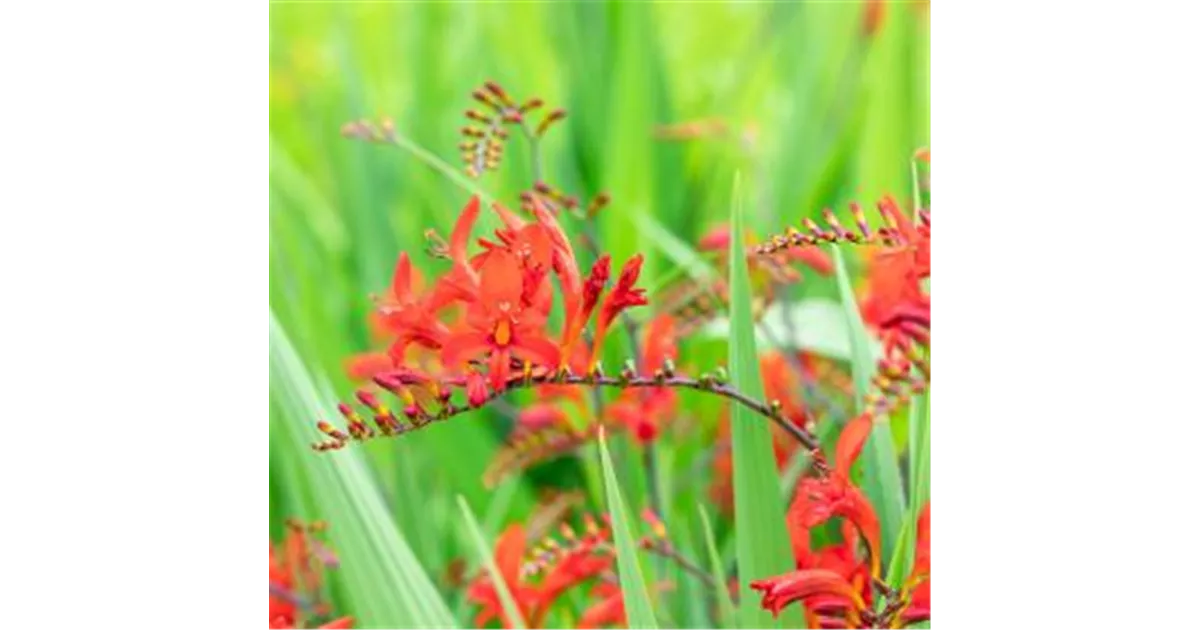 Schwertliliengewächs, Montbretie Crocosmia Lucifer