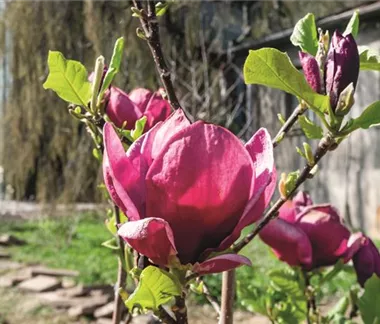 Terrasse & Balkon im April