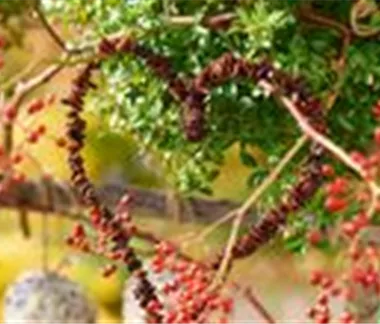 Leckerbissen für Vögel