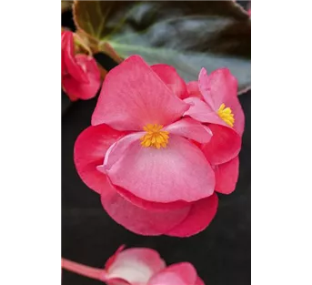 Zimmerpflanzen im Mai