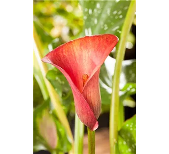 Zimmerpflanzen im Juni