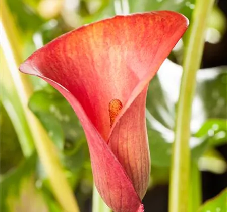 Zimmerpflanzen im Juni