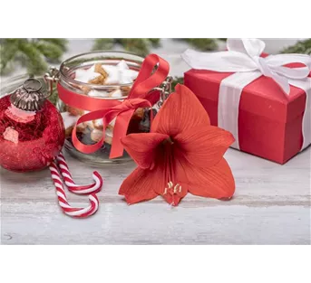 Zimmerpflanzen im Dezember