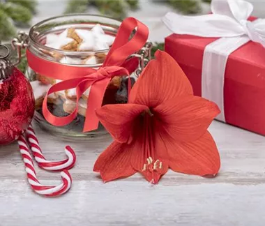 Zimmerpflanzen im Dezember