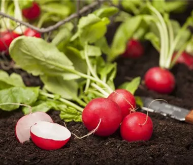 Gemüse-, Kräuter- und Obstgarten im März