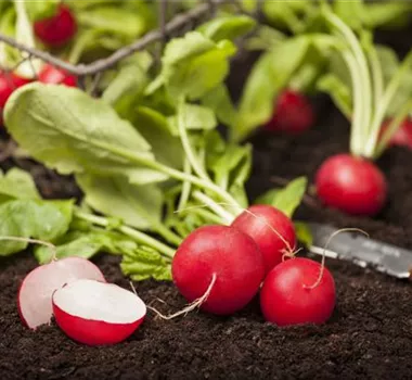 Gemüse-, Kräuter- und Obstgarten im März Gemüse-, Kräuter- und Obstgarten im März