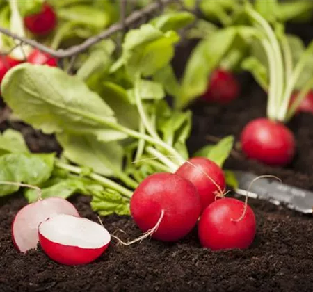 Gemüse-, Kräuter- und Obstgarten im März