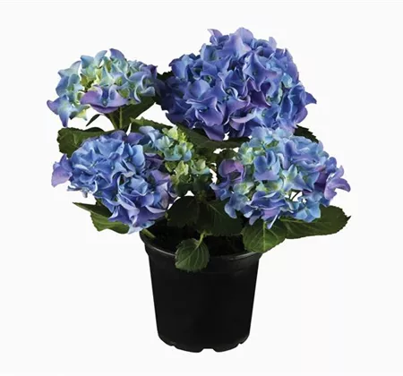 Terrasse & Balkon im Juli