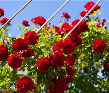 Ziergarten im Juni
