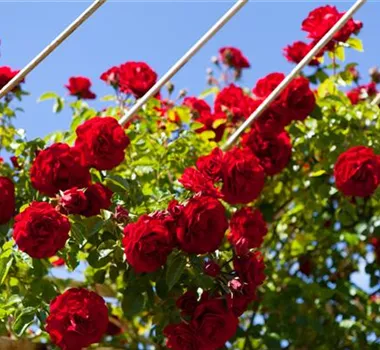 Ziergarten im Juni Ziergarten im Juni