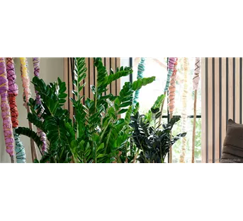 Den Dschungel ins Wohnzimmer holen