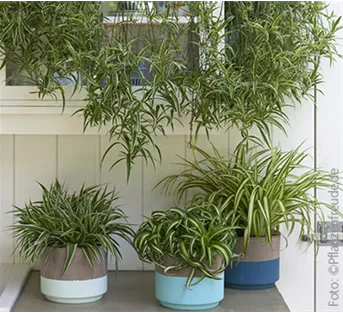 Zimmerpflanzen im Oktober