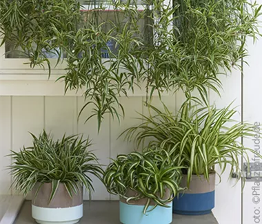 Zimmerpflanzen im Oktober