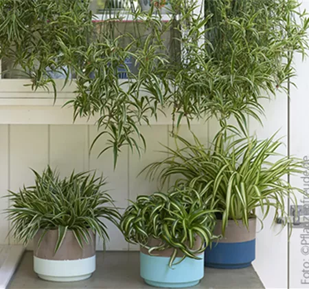 Zimmerpflanzen im Oktober