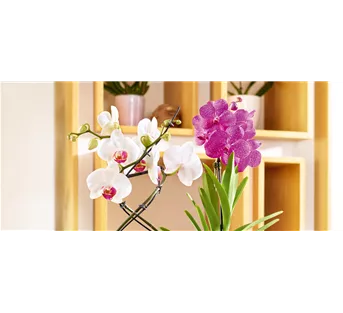 Tropischer Winter zuhause