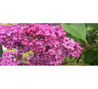 Solitärgehölze für Balkon und Terrasse