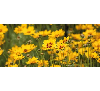 Pflegeleichte Sommerstauden