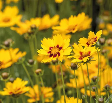 Pflegeleichte Sommerstauden Pflegeleichte Sommerstauden