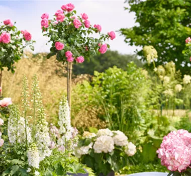 Rosen und Stauden Rosen und Stauden