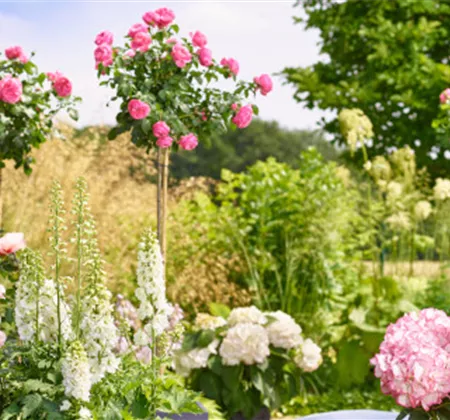 Rosen und Sommerstauden