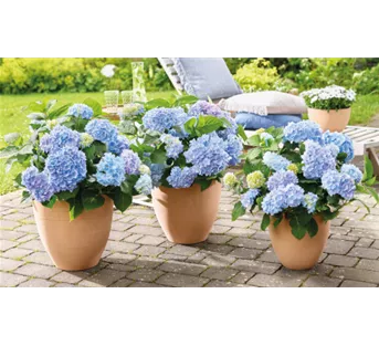 Geballte Blütenpracht