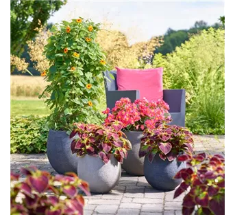 Sommerschönheiten für Balkon und Garten