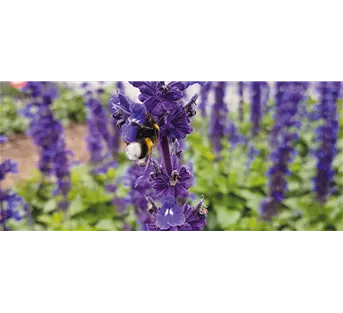 Insektenfreundliche Stauden und Pflanzen