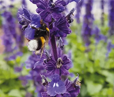 Insektenfreundliche Stauden und Pflanzen