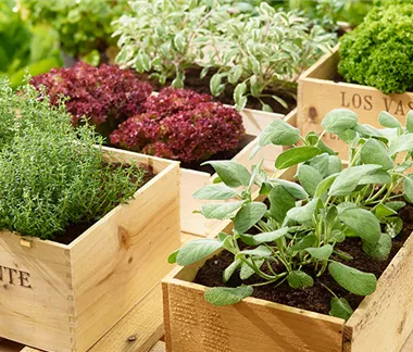 Sommerzeit ist Kräuterzeit