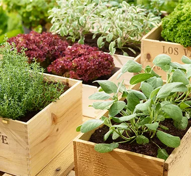 Sommerzeit ist Kräuterzeit Sommerzeit ist Kräuterzeit