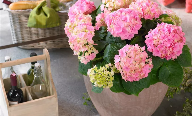 Hortensie