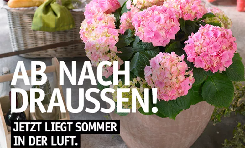 Beilage Sommer