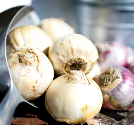 Pflanz den Frühling