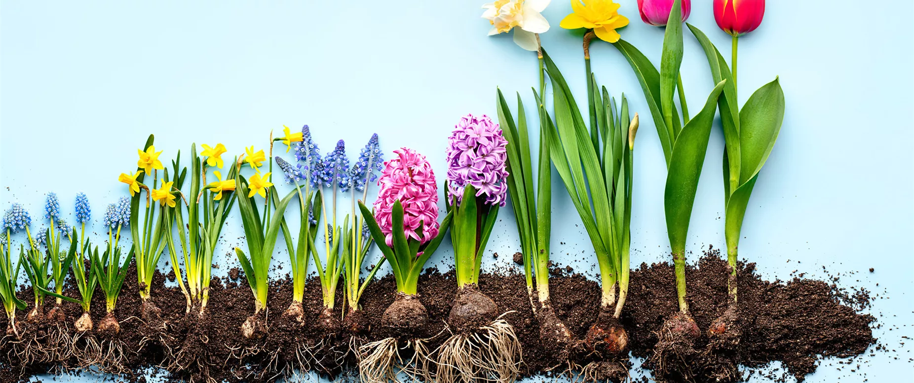 Jumbotron_Blumenzwiebelrabatt LS2519703.jpg