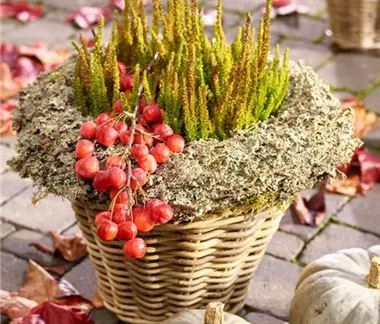 Gräser, Kürbisse & Co.