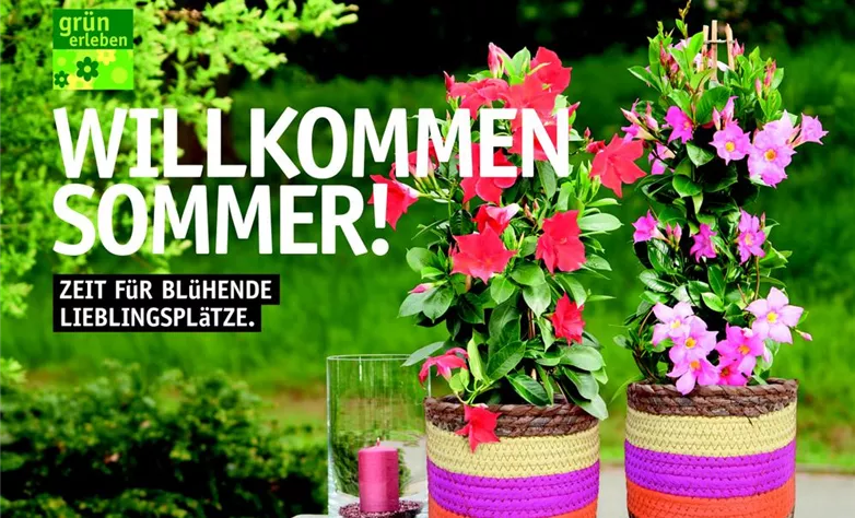 Beilage Beet und Balkon 3