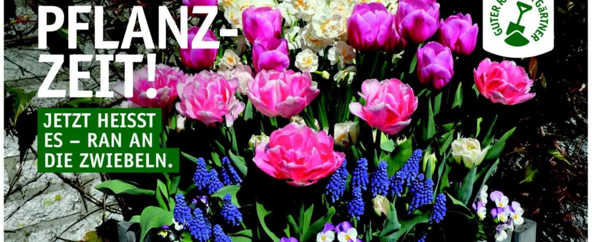 Blumenzwiebeln