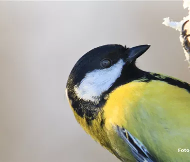 Wir fliegen auf Ganzjahresfütterung!