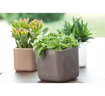 Zimmerpflanzen im Juli