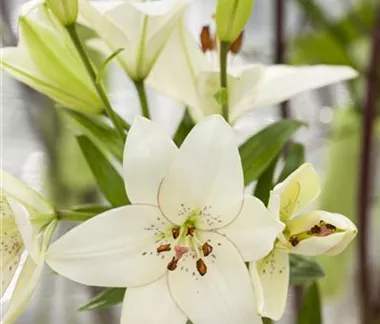 Lilien