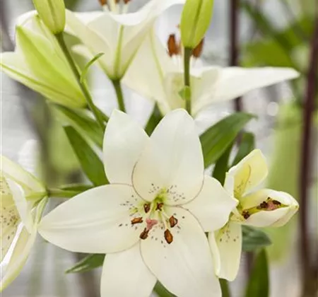 Lilien