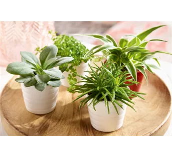 Zimmerpflanzen im April